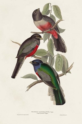 Framed Elegant Trogons V Print