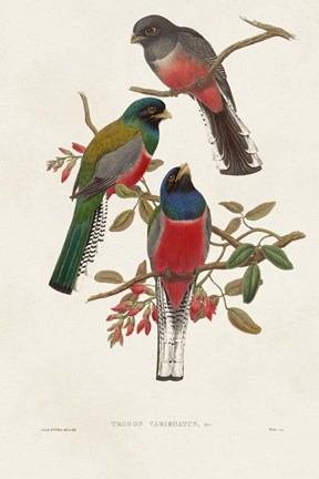 Framed Elegant Trogons IX Print