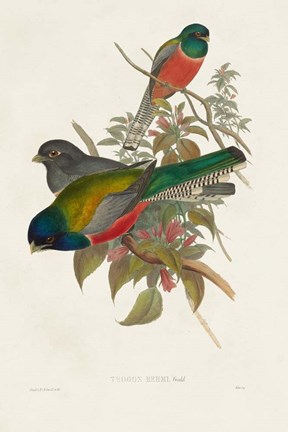 Framed Elegant Trogons VII Print