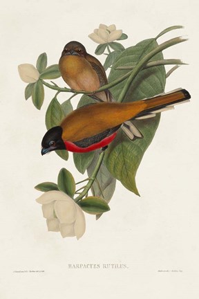 Framed Elegant Trogons VIII Print