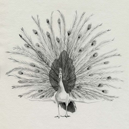 Framed Ebony Plumed Peacock II Print