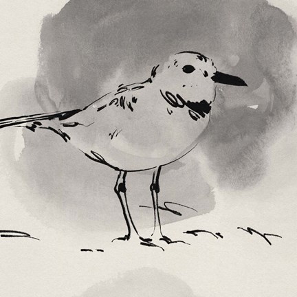 Framed Inky Plover III Print