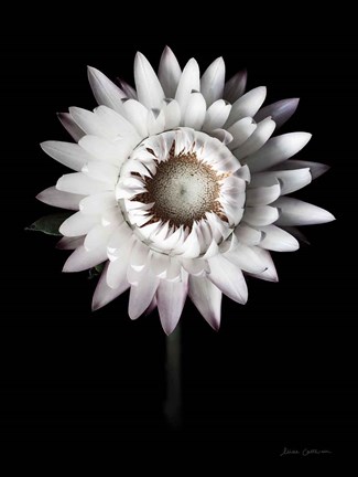 Framed Dramatic Dahlia Print