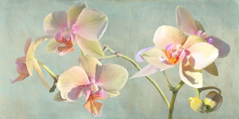Framed Jewel Orchids Print