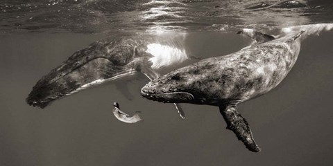 Framed La Fille de la Mer Print