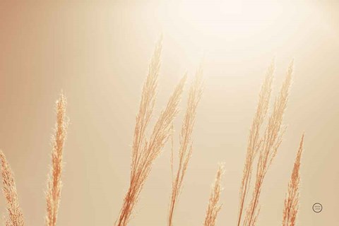 Framed Noon Grasses II Print