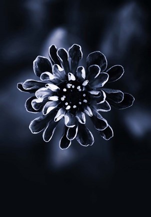 Framed Flower Bloom 2 Print