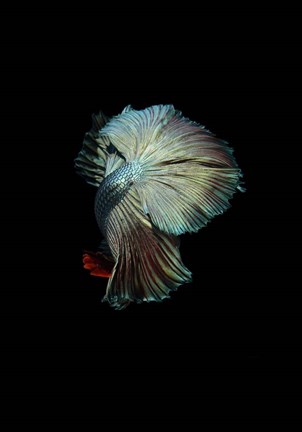 Framed Turquoise and Red Betta Print