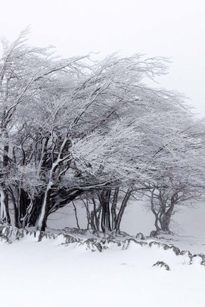 Framed Winter Storm Print
