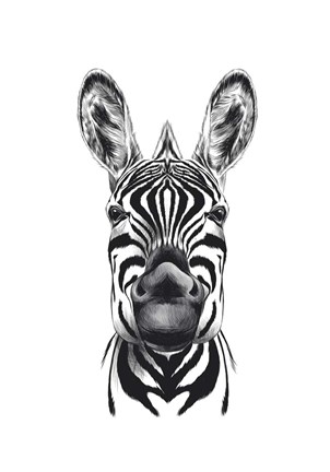 Framed Zebra Illustration Print