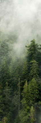 Framed Smoky Forest Panel III Print