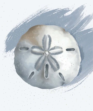 Framed Sand Dollar Print