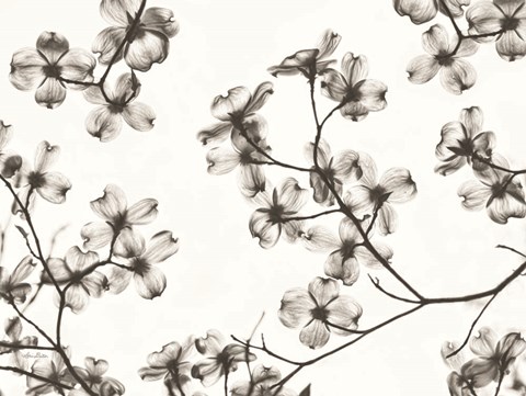 Framed Dogwood Blossom Silhouette Print