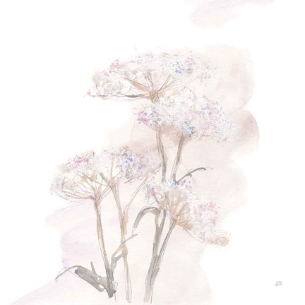 Framed Queen Annes Lace V Print