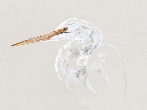 Framed Bright Egret Sketch II Print