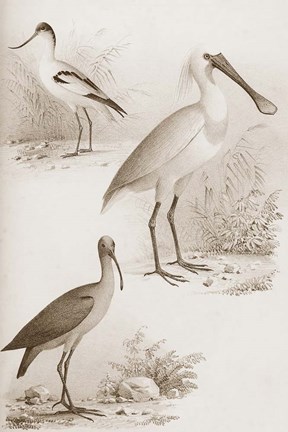 Framed Sepia Water Birds II Print