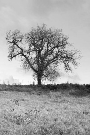 Framed Coastal Oak Series No. 30 Print