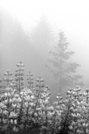 Framed Coastal Oak Series No. 53 Print