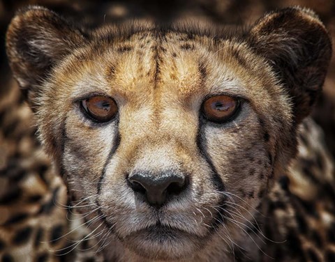 Framed I See Your Car Print