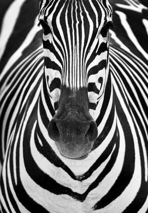 Framed Zebra Print