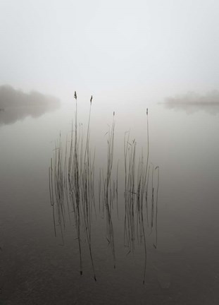 Framed Reeds in the Mist Print