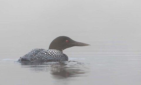 Framed Common Loon in Early Morning Fog Print