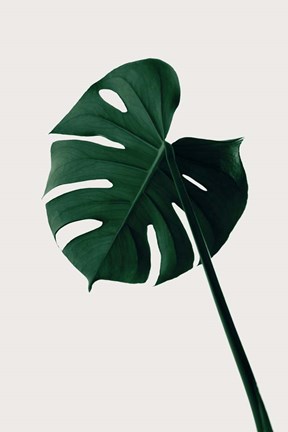Framed Monstera Natural 7 Print