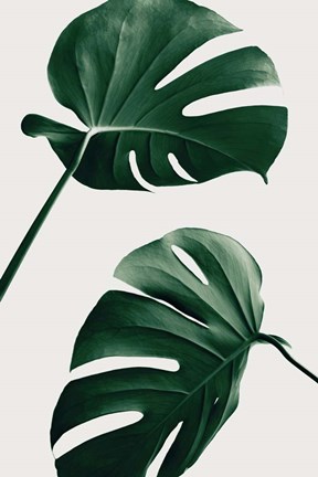 Framed Monstera Natural 46 Print