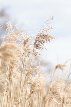 Framed Grass Reed and sky 3 Print