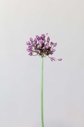 Framed Chive Flower Print