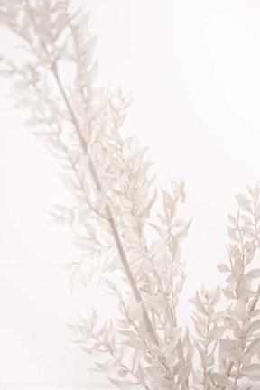 Framed Dried Straws Print