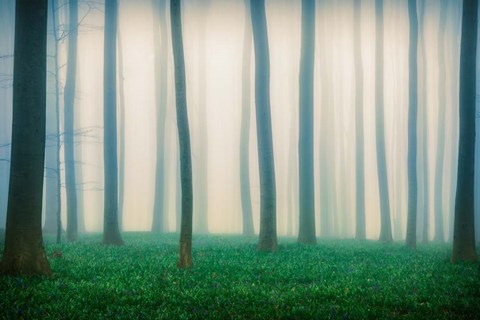 Framed Daydreaming of Bluebells Print