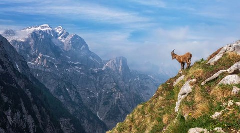 Framed Alpine Ibex in the Mountains Print
