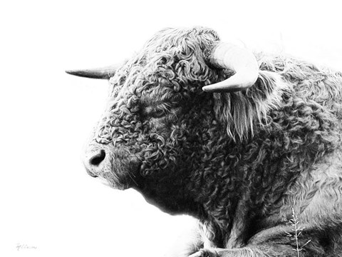 Framed My Highland II Print