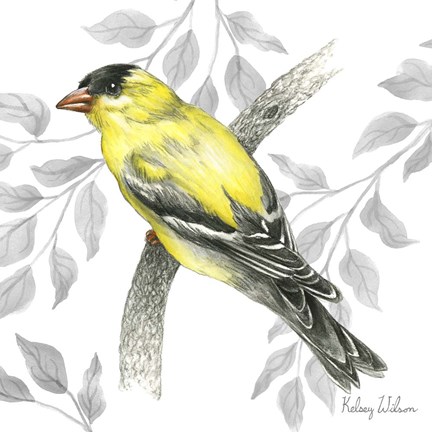 Framed Backyard Birds IV-Goldfinch II Print