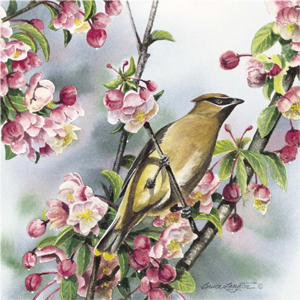 Framed Cedar Waxwing I Print