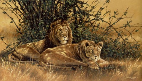 Framed In the Shade - Lions Print
