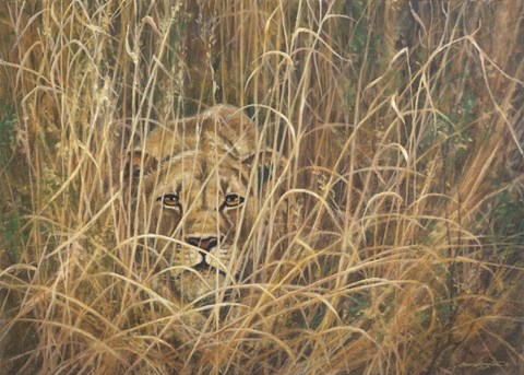Framed Stalking Lioness Print