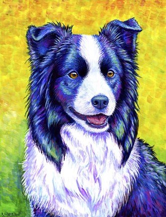 Framed Border Collie Print