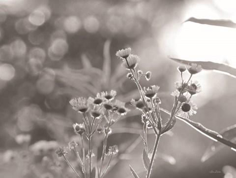 Framed Wild Flowers III Print