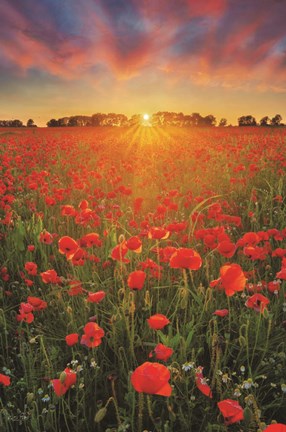 Framed Poppies at Sunset Print