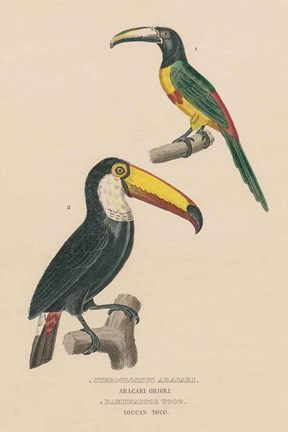 Framed Toucan Study Print
