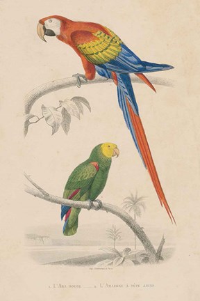 Framed Parrot Study Print