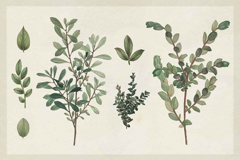 Framed Victorian Garden Chart I Print