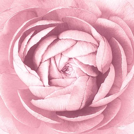 Framed Pale Pink Ranunculus Crop Print