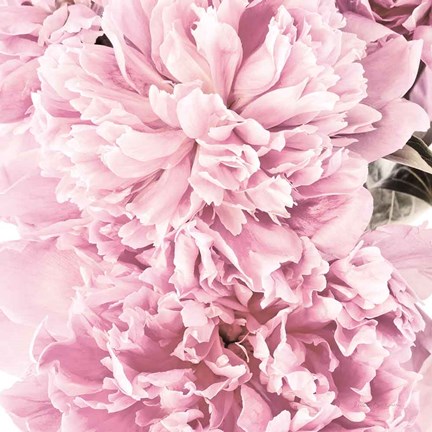 Framed Pale Pink Peony Cluster Print