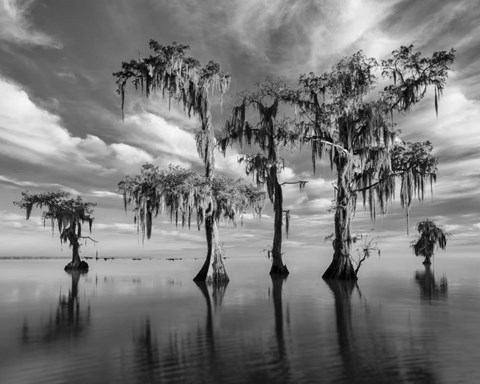 Framed Sentinels of Lake Maurepas Print