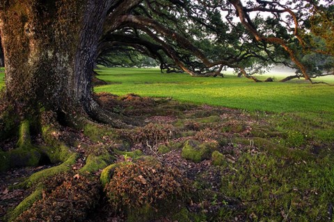 Framed Outside the Allet Print