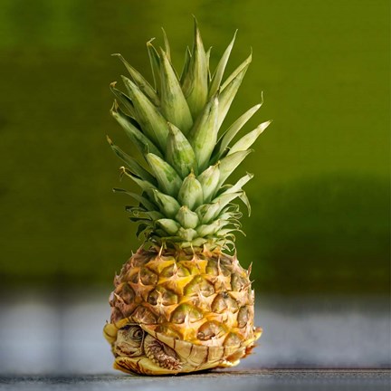 Framed PineappleTurtle Print