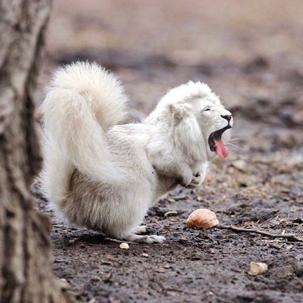 Framed Derpy McLion Print